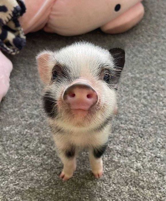 Чудові класні міні піг для дому, дуже розумні карликові свинки