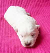 Rezerwacja  suczka West Highland White Terrier ZKwP FCI