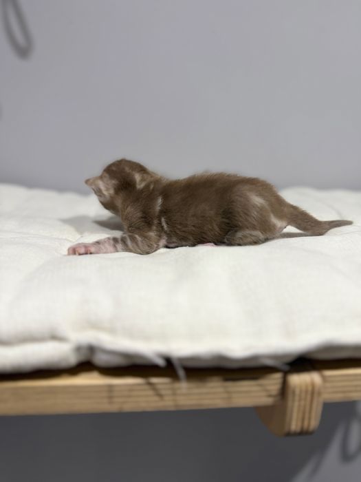 Kotka bengalska silver mink marble TICA