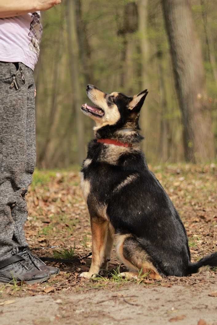 MARGO - 4-letni, 18kg, domowy, kochany [FILMIKI]