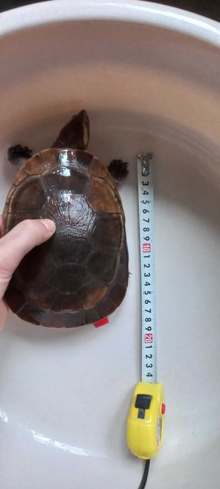 żółw wodno lądowy Emydura Subdoglosa 4 letnia samica