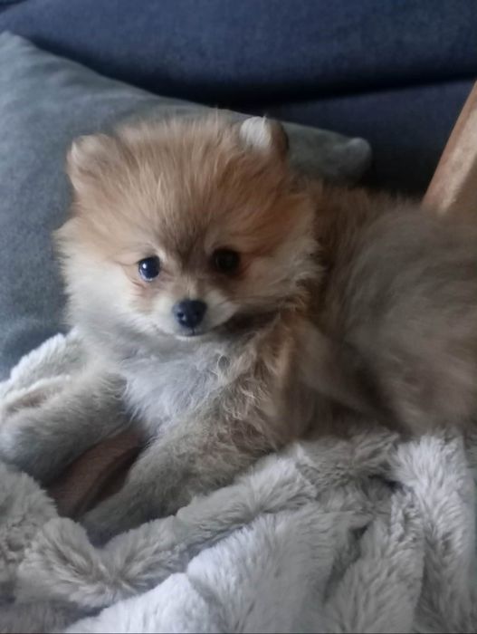 Pomeranian szpic miniaturowy