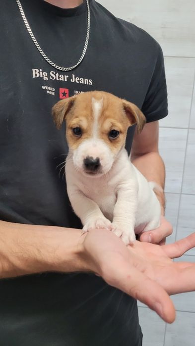 Jack Russell Terrier Szczeniak Zaprasza