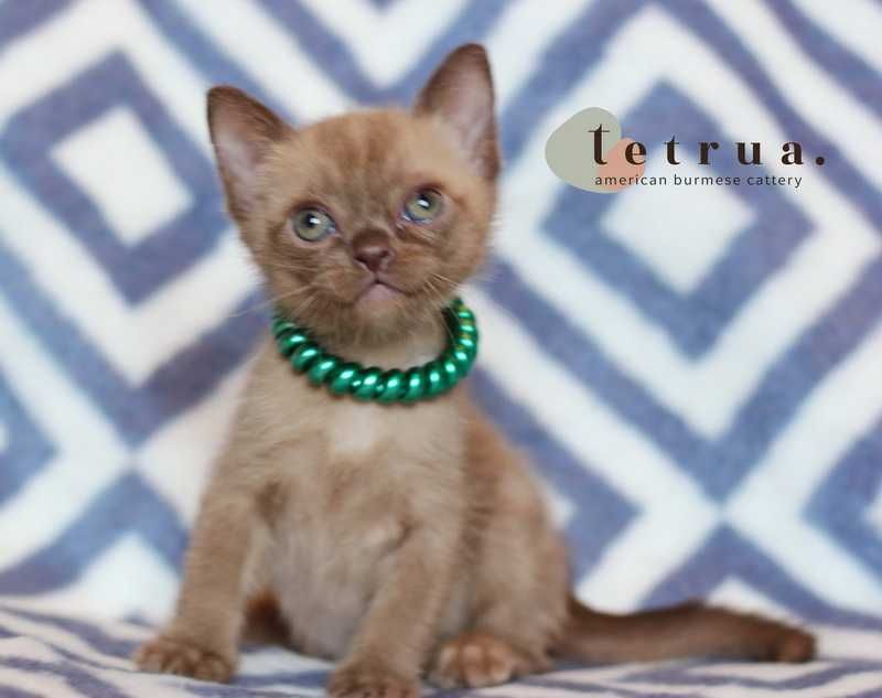 Очаровательная милашка -девочка американской бурмы!