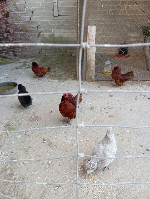 Brodacz wąsacz Antwperski kogut