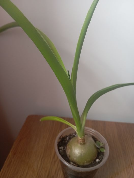 Кімнатні рослини