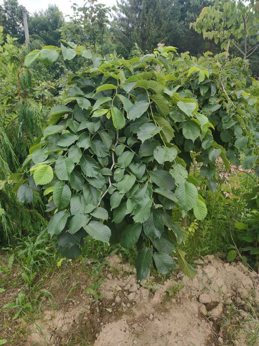 Wiśnia Japońska Kiku Shidare,  Amonagawa XXL