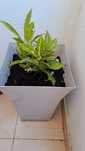 Planta de decoração