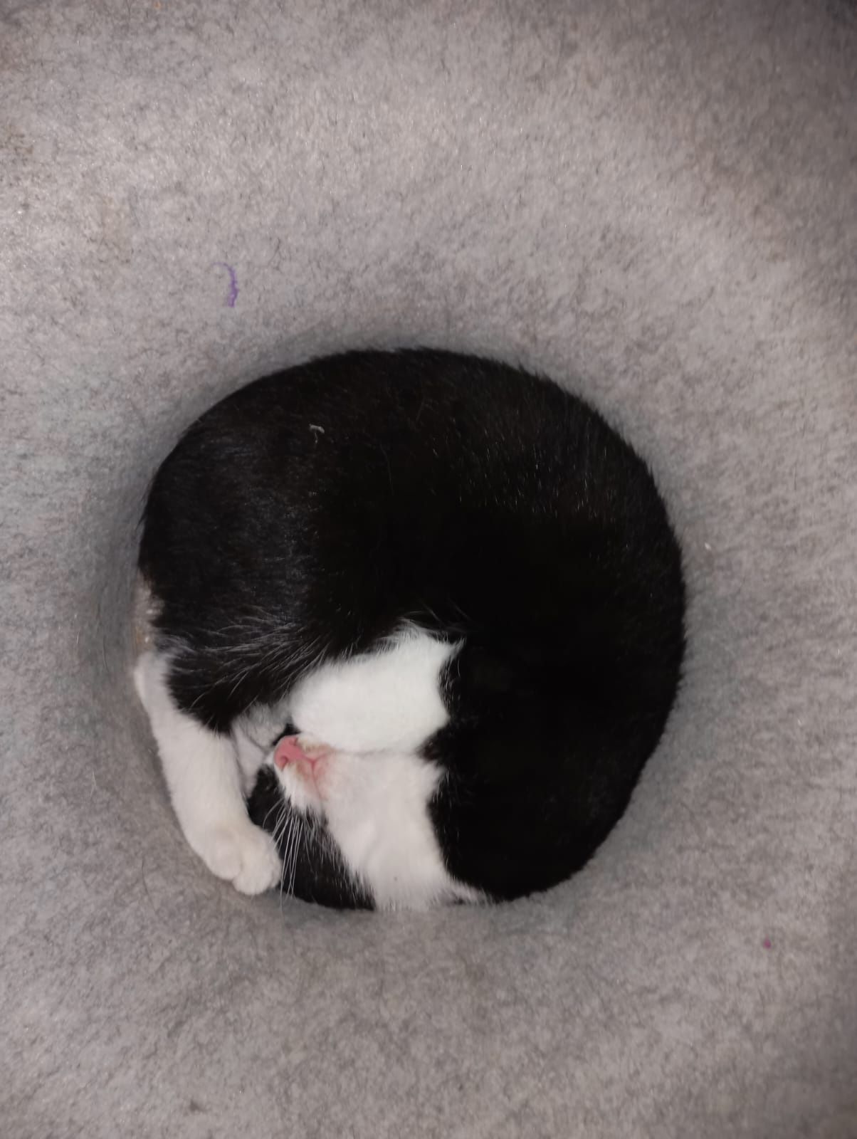Kocurki do adopcji