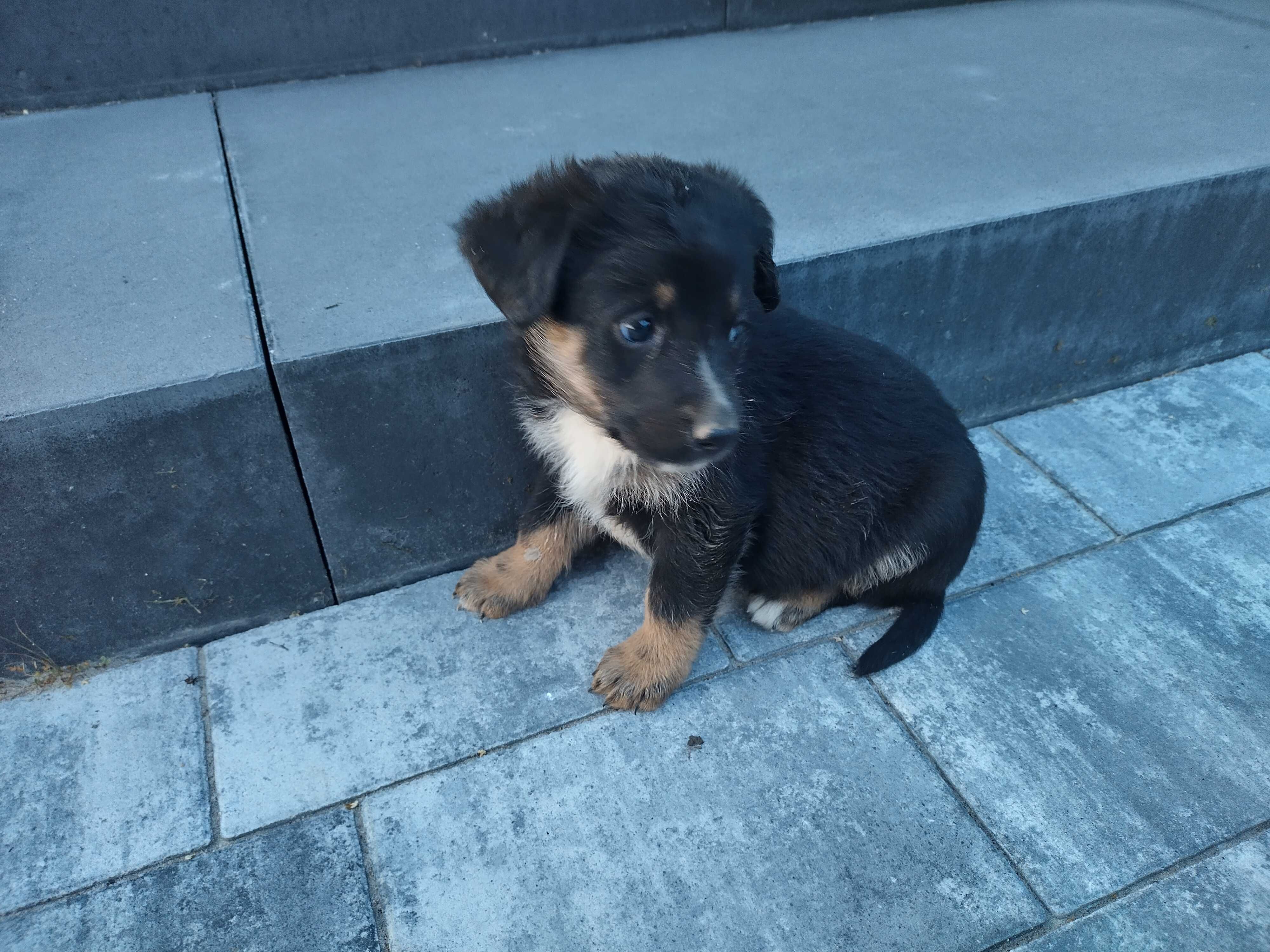 Pieski kundelki oddam w dobre ręce