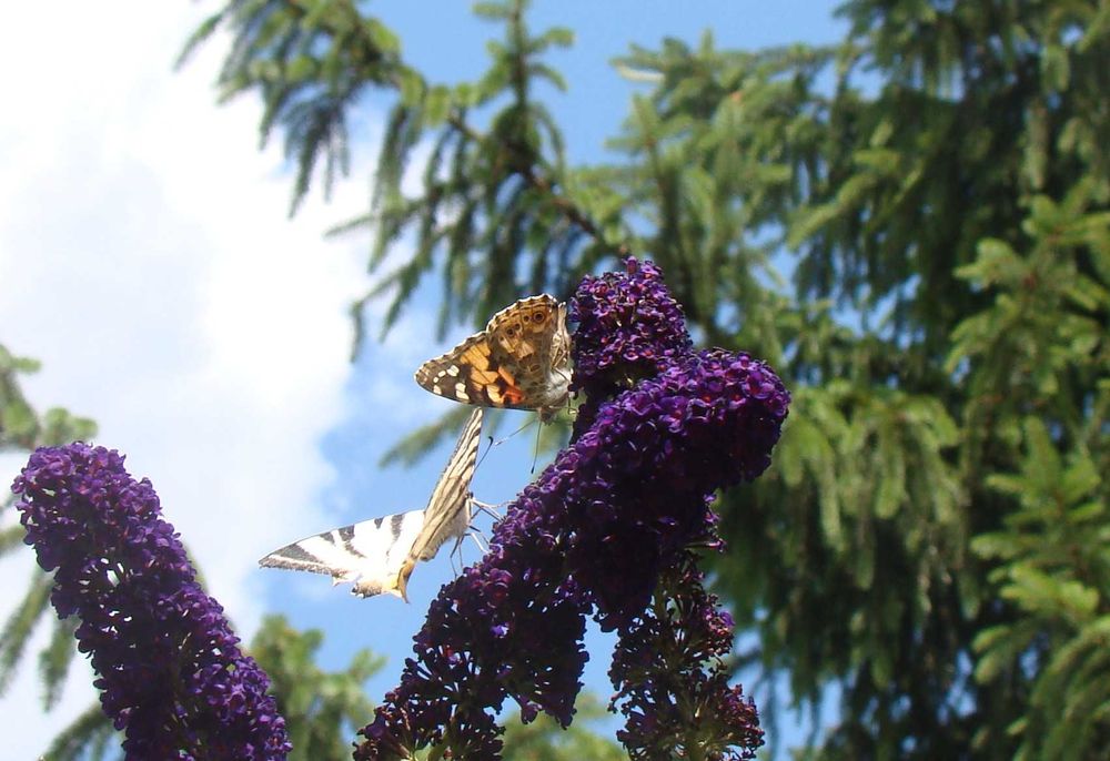 Budleja x2 kwiat motyli + świetny gratis!