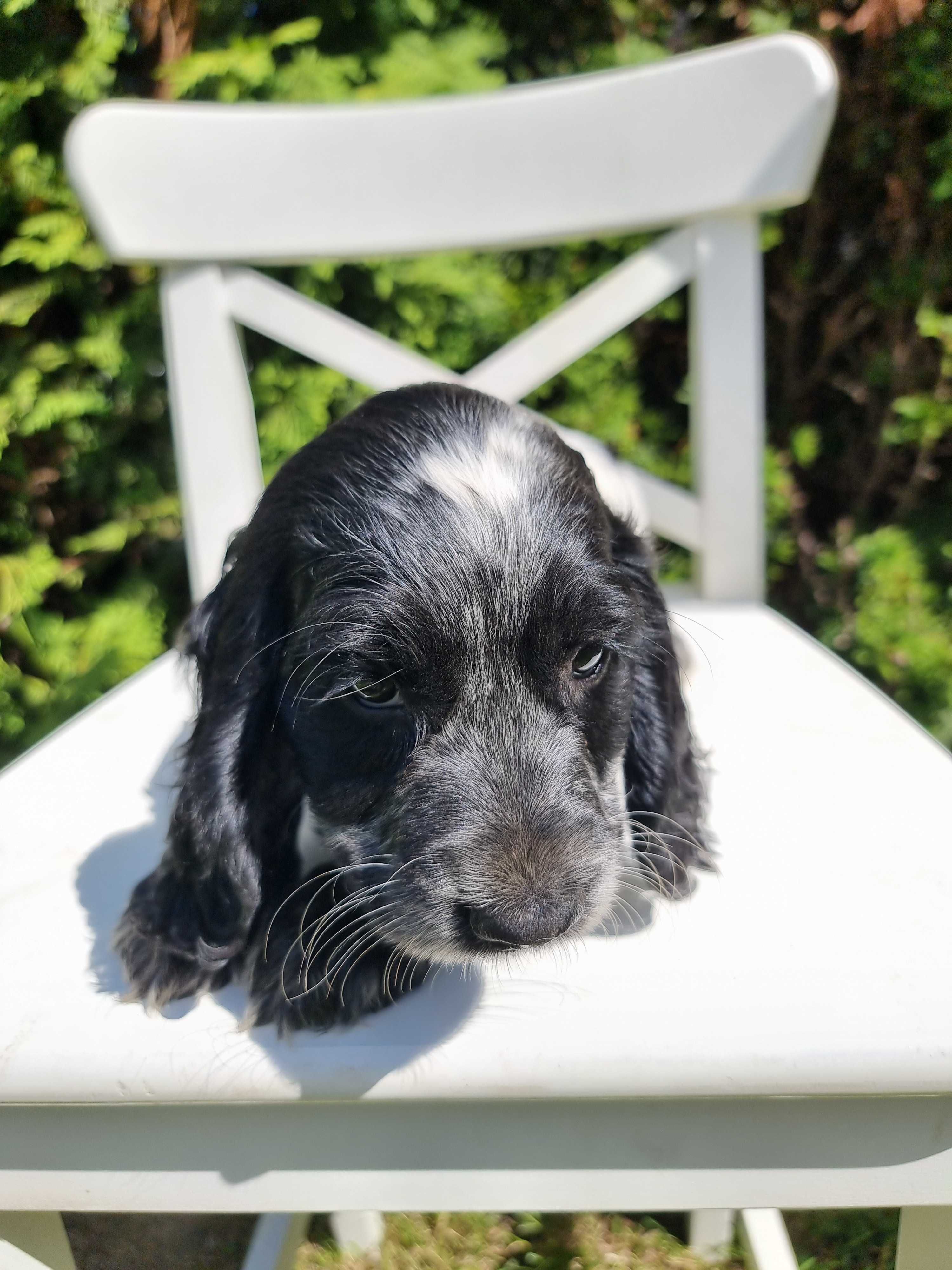 Cocker spaniel angielski śliczny szczeniaczek do odbioru