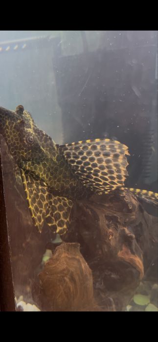 Продам сомика парчевого 15-20см