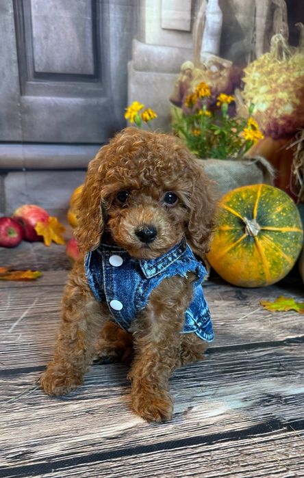 Малиш . той пудель Ред Браун "