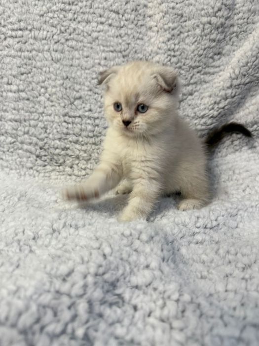 Kocurek kot szkocki zwislouchy fold pregowany wishkas gotowy do odbior