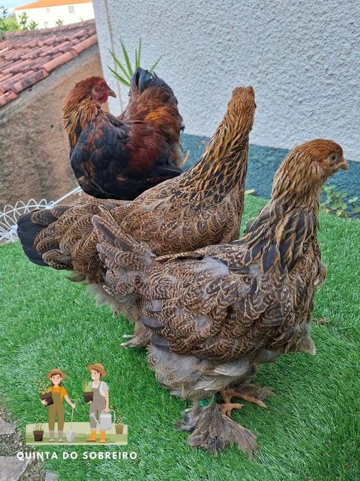 Brahma Perdiz e Isabella