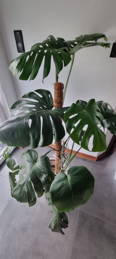 Monstera duży kwiat