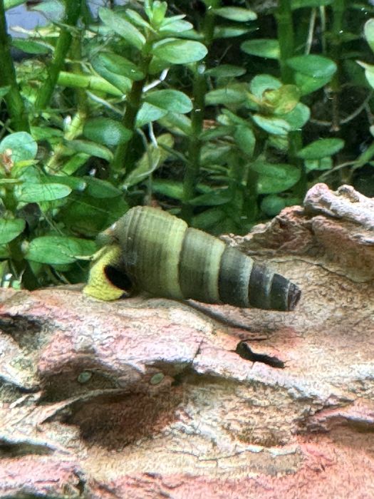Vendo Yellow Rabbit Snail