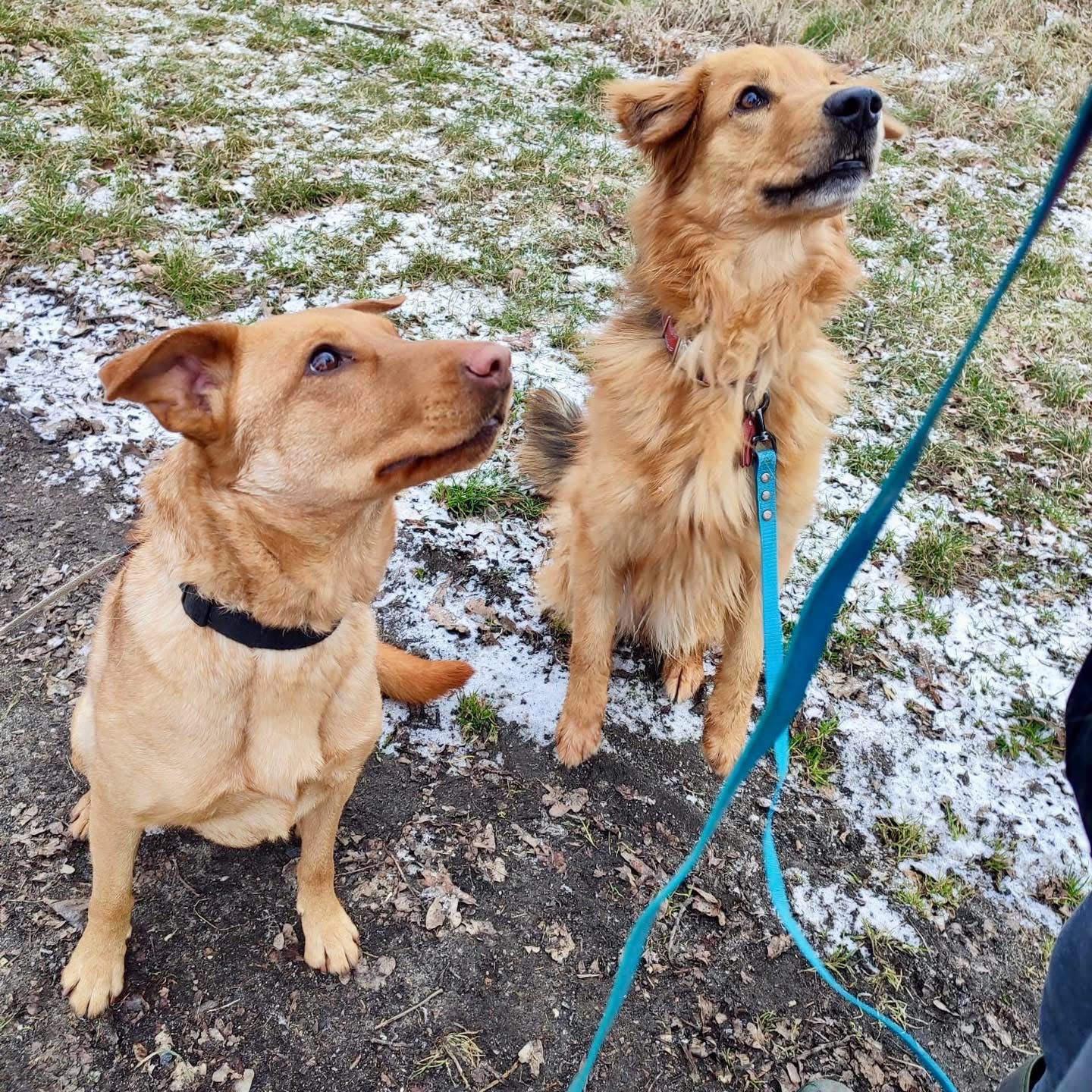 Urocza, delikatna Sara do adopcji