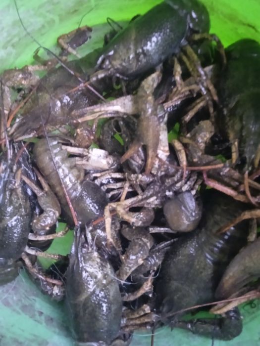 Рибацькі будинки на озері. Баня,чан, с. Киданівка, Богуславський р-н