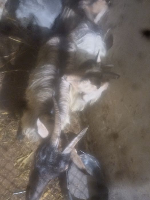 Продам 2 кози добрих