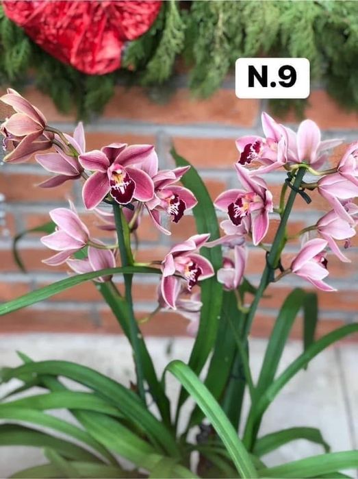 PROMOCÃO NATAL | Orquídeas com 2–4 bolbos