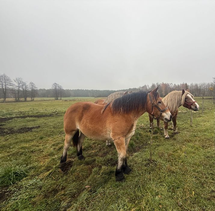 Sprzedam konie zimnokrwisty polski