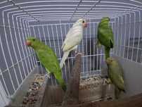Ring necks e agapórnis