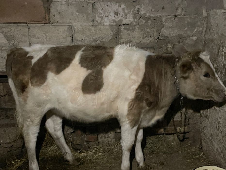 Продам Теличку 9 місяців