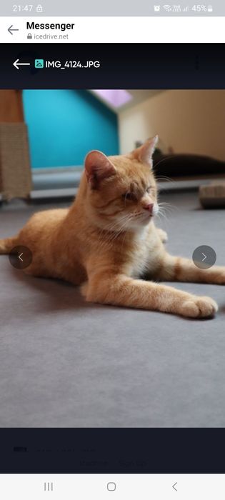 Niewidomy rudzielec, znajdzie kochający dom?