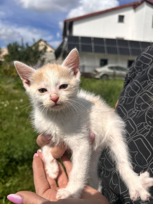 Kocięta 8 tyg szukaja domow