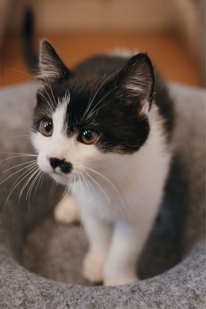 Towarzyska i urocza Charlotte do świadomej adopcji