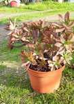 Planta suculenta