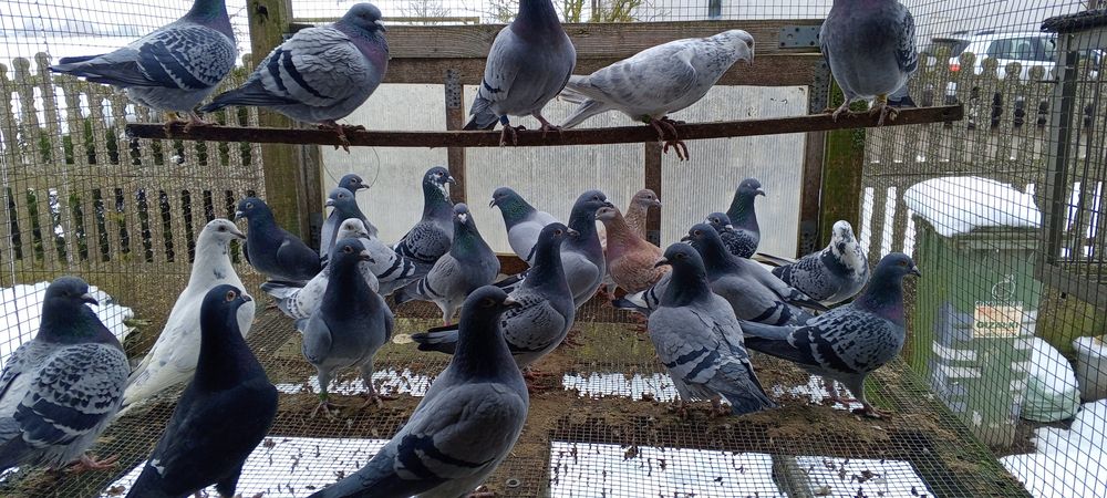 Likwidacja hodowli gołębi pocztowych