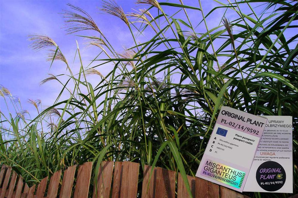 Miskant Olbrzymi-Giganteus, żywopłot-ORYGINALNY!Karpa XXL-Jak bambus!