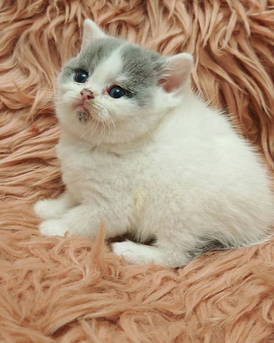 Brytyjski kotek brytyjski