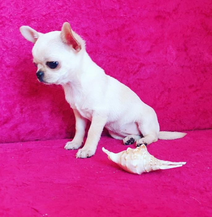 шикарные кобели от мини до стандарта чихуахуа вязка