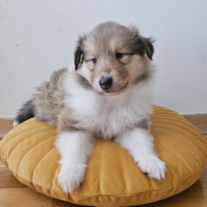 Owczarek szkocki długowłosy szczeniak suczka FCI