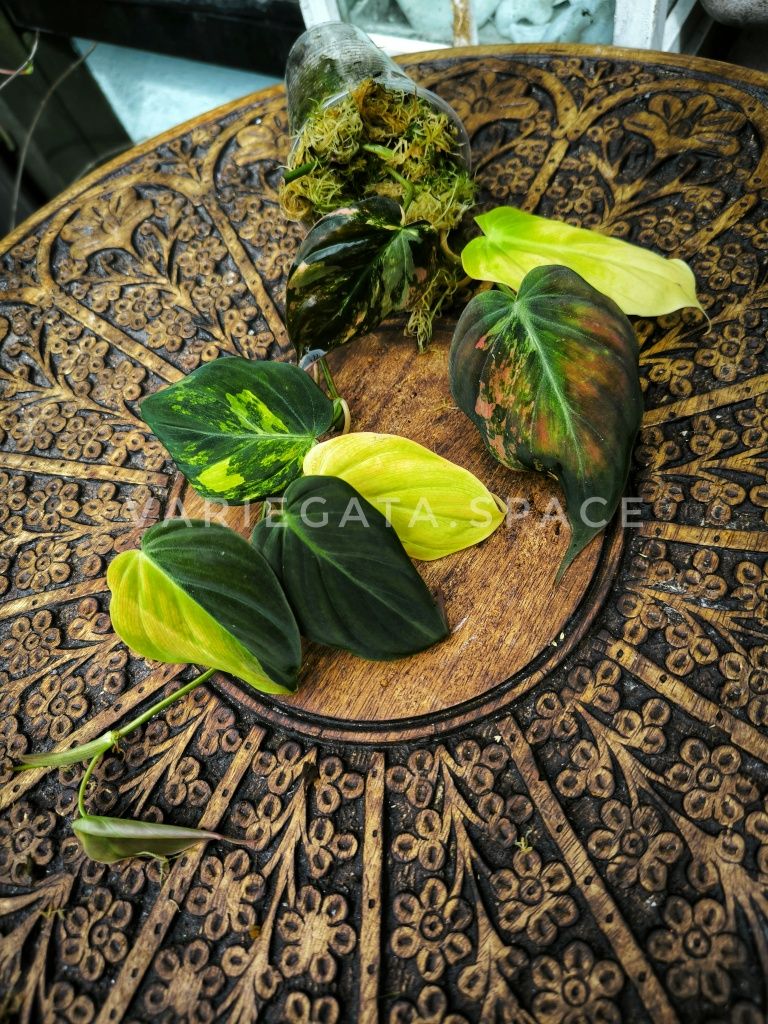 Philodendron Micans variegata filodendron Mikans duża sadzonka