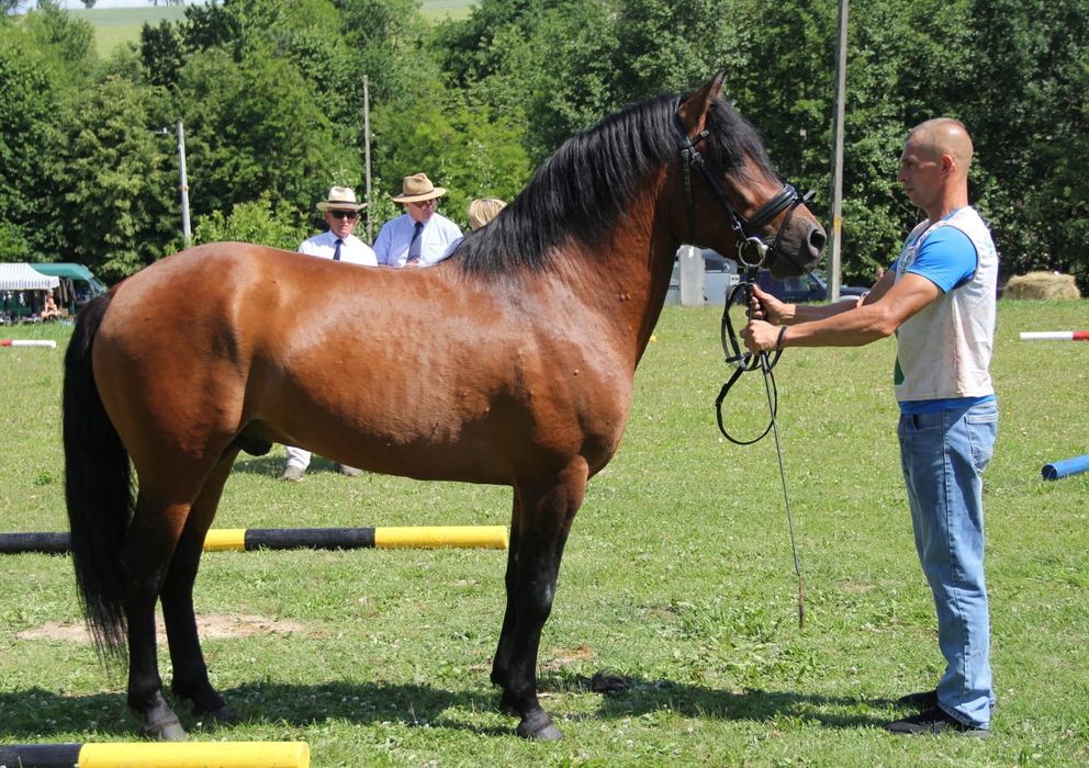 Stanówka ogierem huculskim