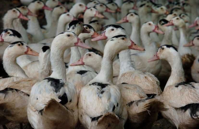 Продам качок породи Мулард