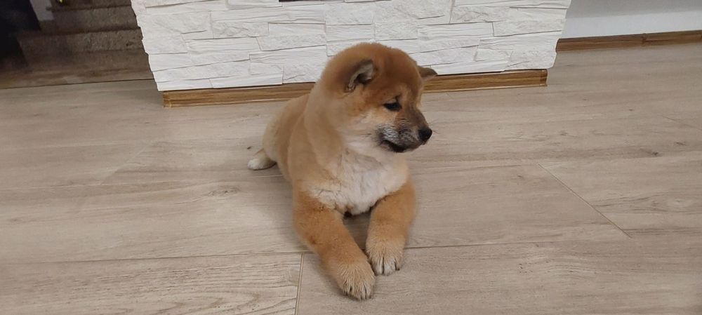 Shiba inu-piesek ZKwP (Fci)