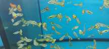 Rasowe Gupiki Yelow Tiger