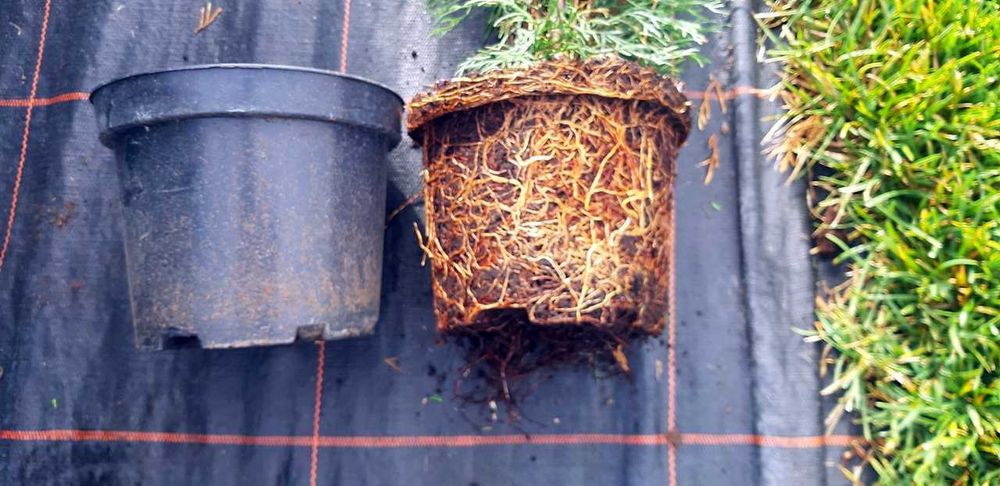 Tuja Szmaragd 90CM Wys hodowane w doniczce THUJA SMARAGD