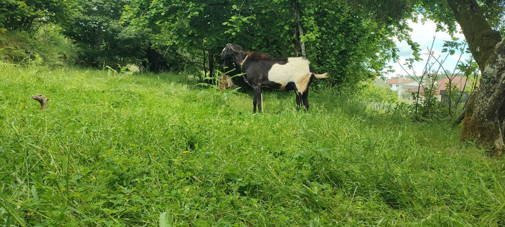 Bode/chibo cruzado anglo nubiano