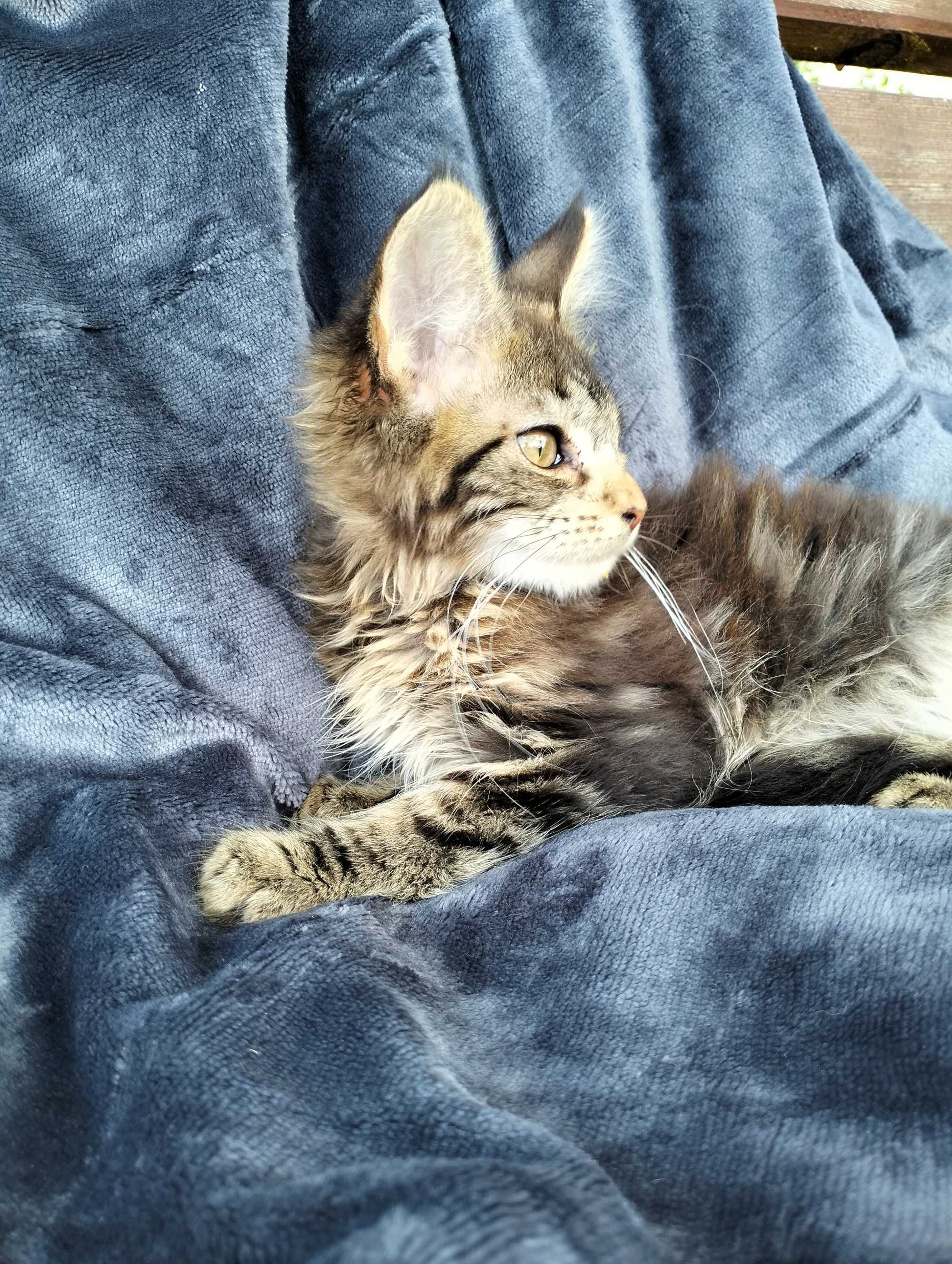 Śliczna kotka Maine coon