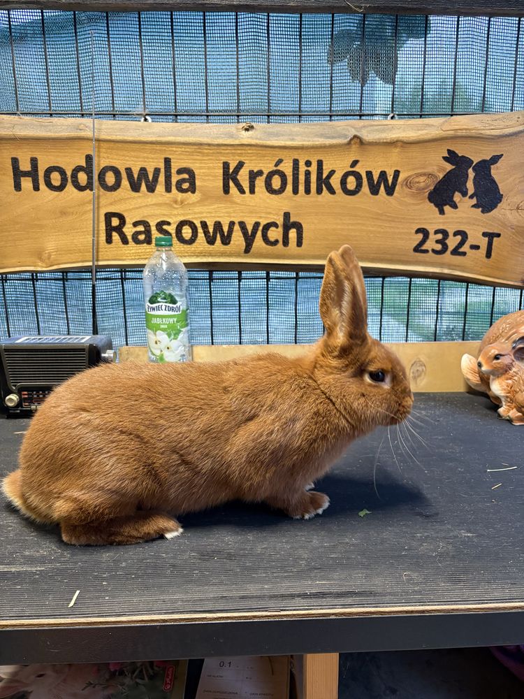 Nowozelandzki czerwony samica samiec rodowód