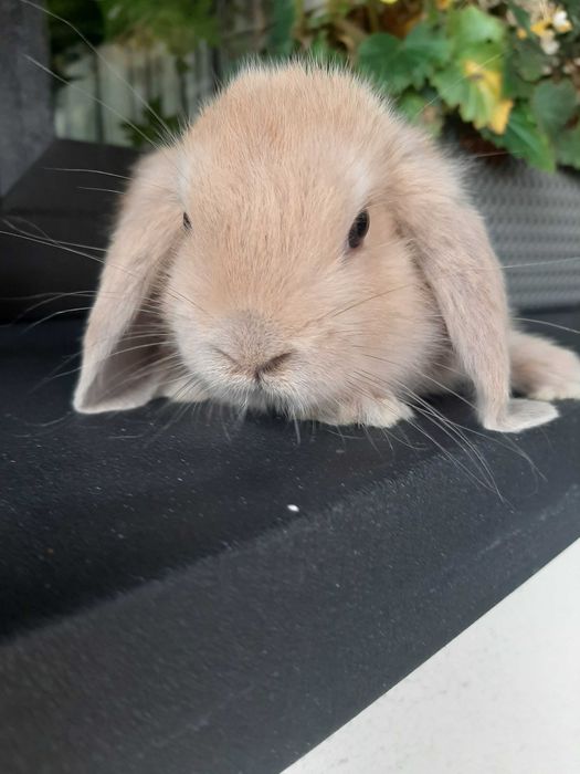 Króliki baranek miniaturka karzełek mini lop