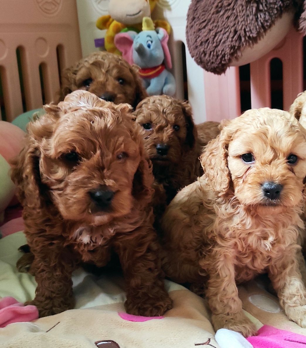 Piesek Cockapoo/do odbioru w sierpniu
