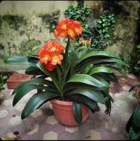 Clivias, Plantas, Flores, Jardim